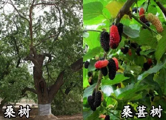 植物种类|桑树和桑葚树是一种树吗