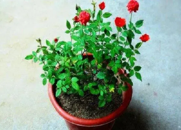 植物换土|月季怎么换土