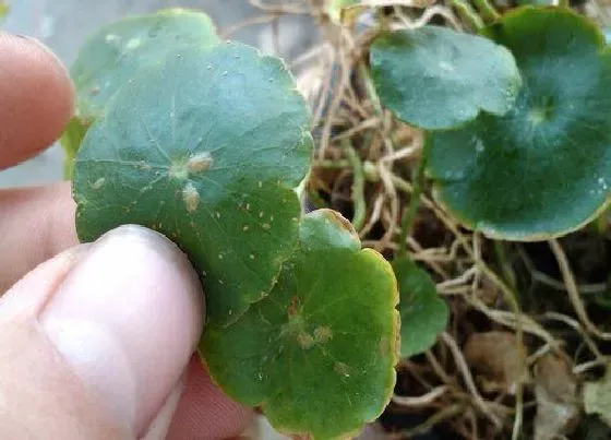 植物虫害|铜钱草长虫子怎么办