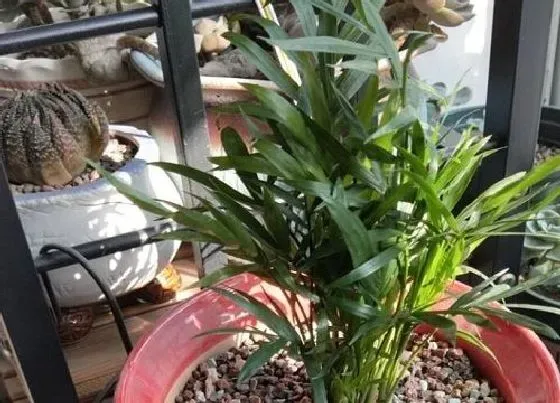 植物产地|椰子原产地在哪里