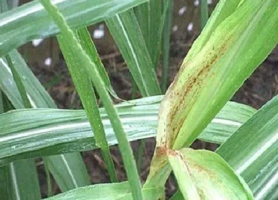 植物病害|甘蔗病毒病症状与防治方法