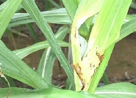 植物病害|甘蔗病毒病症状与防治方法