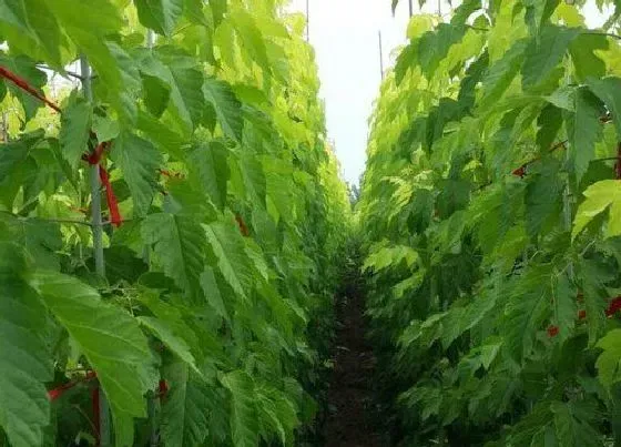 植物修剪|复叶槭怎么修剪 修剪时间与方法