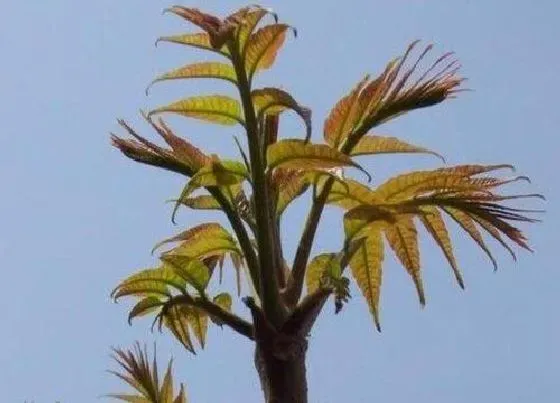 植物百科|香椿生长在什么地方