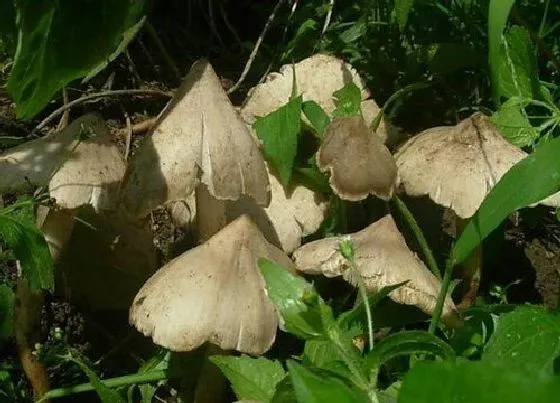 植物百科|鸡枞生长在什么地方