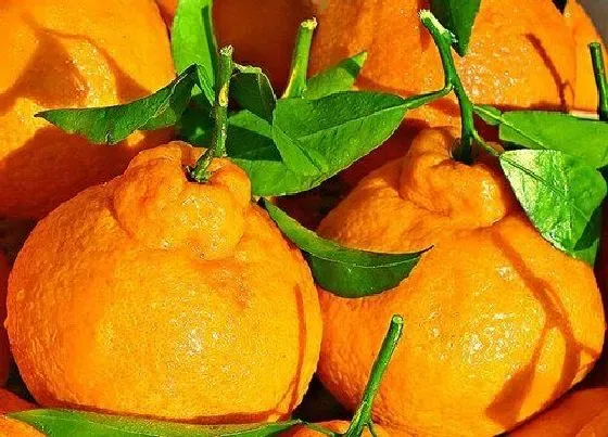 果实成熟|丑橘几月份成熟上市