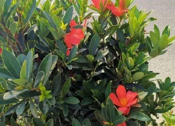 植物施肥|杜鹃施什么肥好