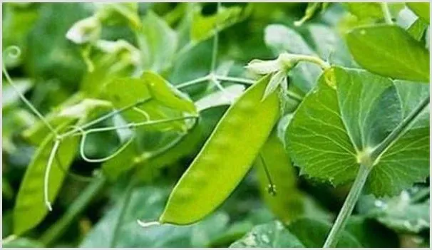 常见蔬菜荷兰豆种植时间及种植环境介绍 | 农业科普