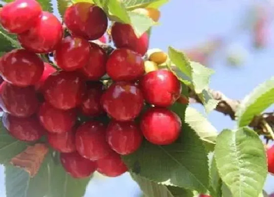 种植百科|福建可以种樱桃吗