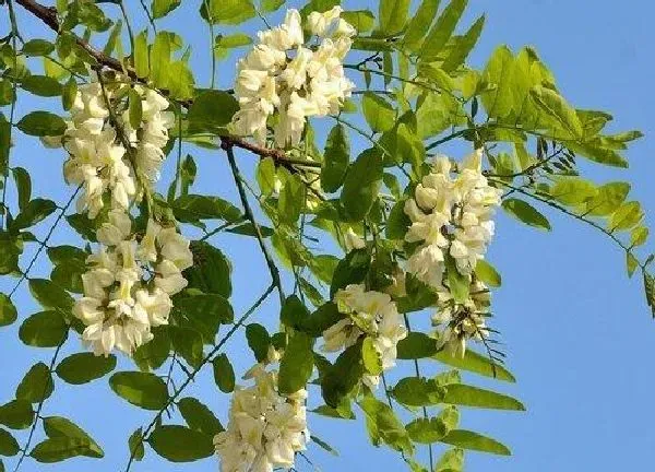 植物发芽|槐树什么时候发芽长叶