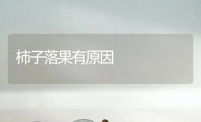柿子落果有原因 | 瓜果种植