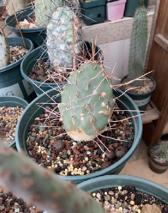 植物百科|仙人掌的生长过程观察日记（从出芽到半成片的变化）