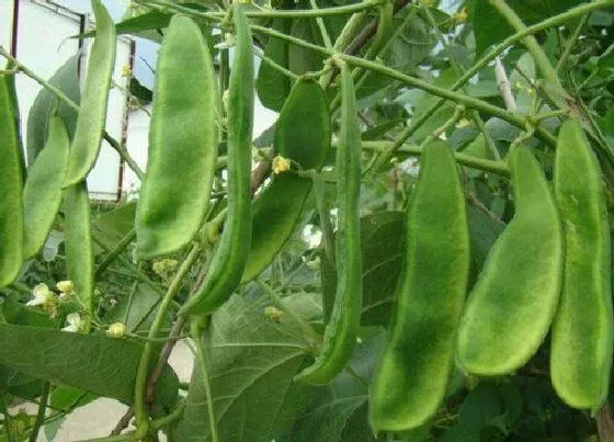 植物播种|花豆什么时候播种合适