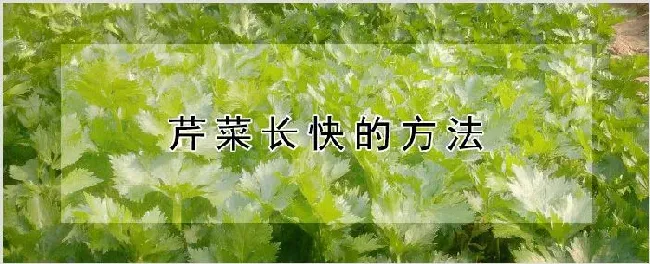 芹菜长快的方法 | 农业科普