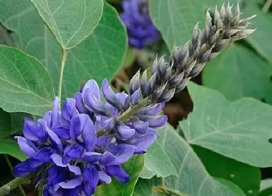 植物百科|金钱菖蒲开花吗 开花什么样子