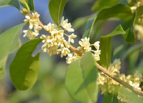 植物排行|九里香什么品种最好