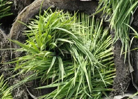 植物产地|广州盛产什么农作物