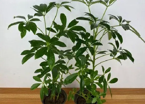 植物种类|柴树是什么树 属于常绿灌木植物