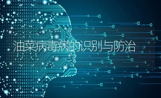 油菜病毒病的识别与防治 | 粮油作物种植