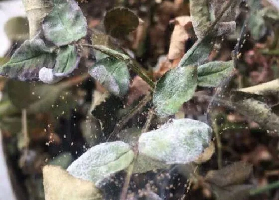 叶蔫|月季花叶子发蔫原因及补救方法