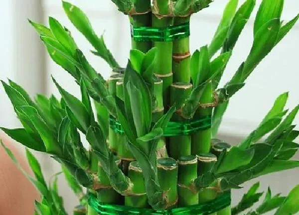 植物发芽|富贵竹不发芽怎么办