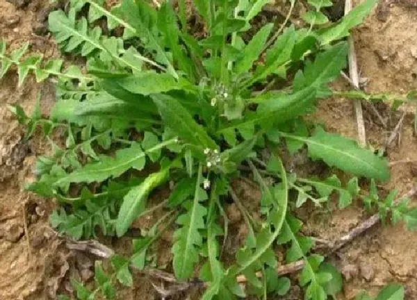 植物发芽|马齿苋种子多久发芽