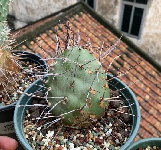 植物百科|仙人掌的生长过程观察日记（从出芽到半成片的变化）