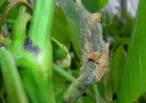 植物病害|农作物药害是怎样造成的（产生药害原因及补救恢复方法）