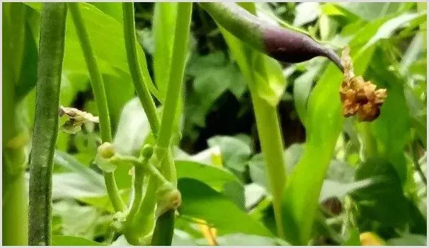 露地豆角种植时间和方法 | 农业技术