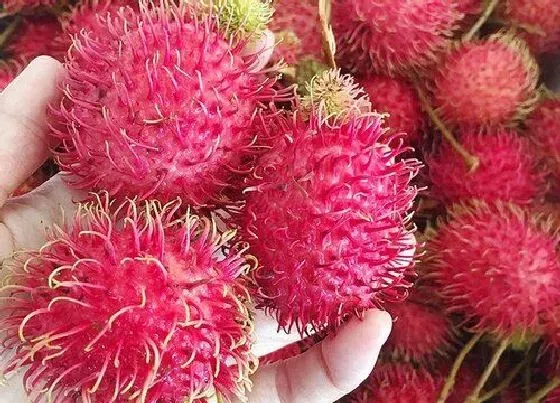 食用常识|红毛丹好吃吗 吃起来什么味道（口感和荔枝相似）