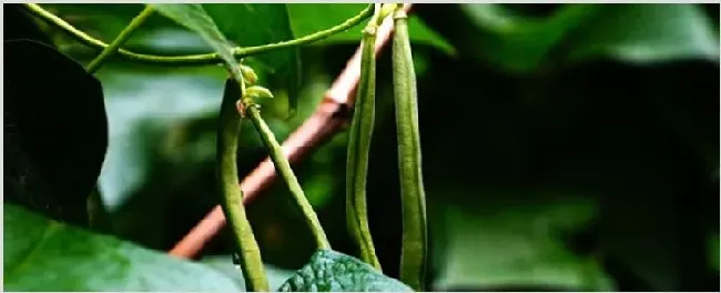 露地豆角种植时间和方法 | 农业技术