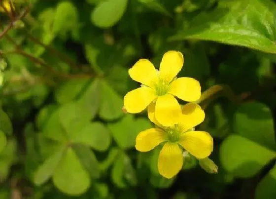 花语|什么花的花语是独立自由