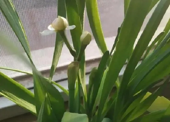 植物文学|水仙花生长过程图片记录（观察水仙花生长阶段的描写）