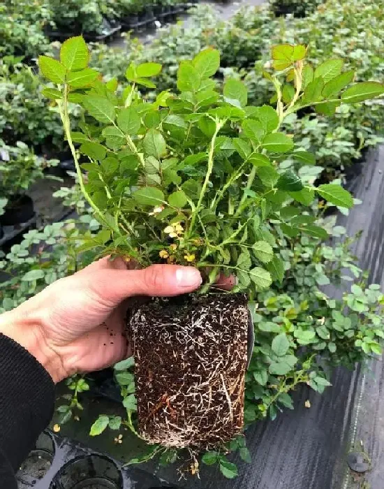 植物扦插|什么时候扦插月季最好（盆栽月季花怎样扦插成活率高）