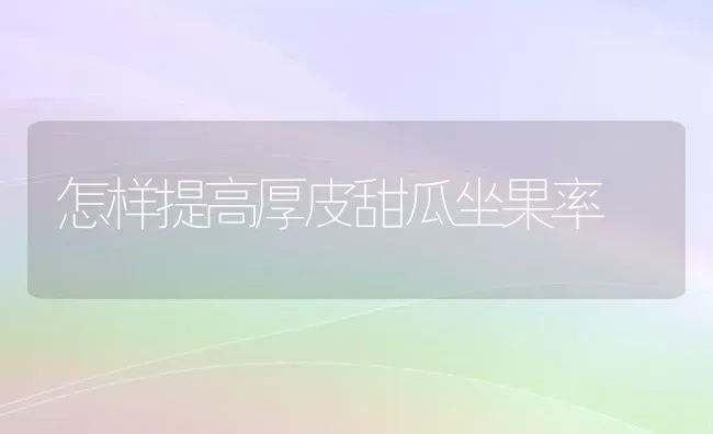 怎样提高厚皮甜瓜坐果率 | 瓜果种植