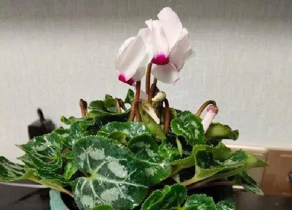 植物浇水|仙客来要几天浇一次水 春夏秋冬各不同