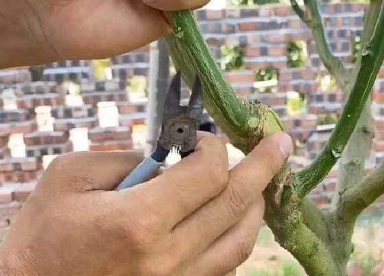 植物修剪|柚子树的剪枝时间和修剪方法，柚子剪枝最佳时间与技术）