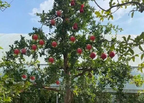 冬天植物|石榴树怎么过冬天