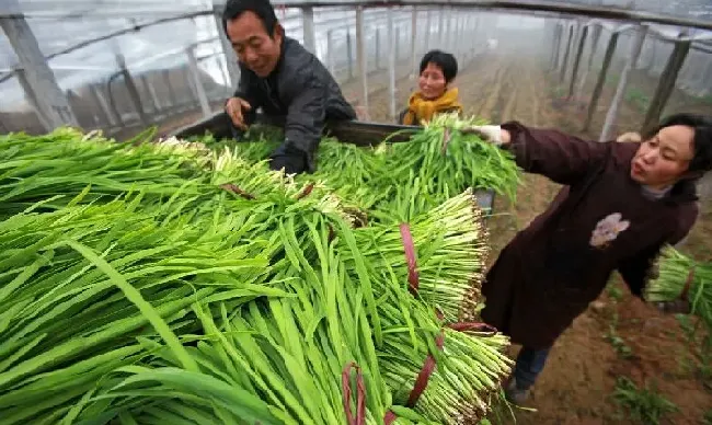 种植管理|韭菜什么时候种最好，宽叶韭菜的种植移栽方法和时间）