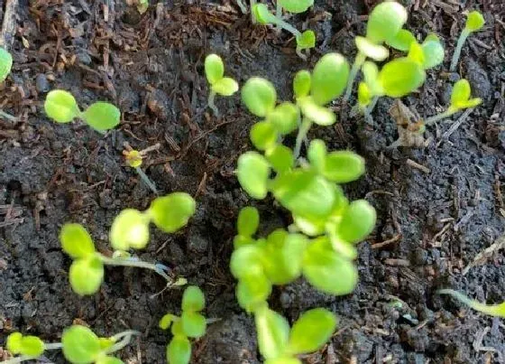 植物播种|菜籽什么时候播种合适