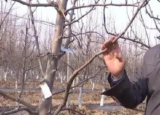 植物修剪|梨树什么时候剪枝合适