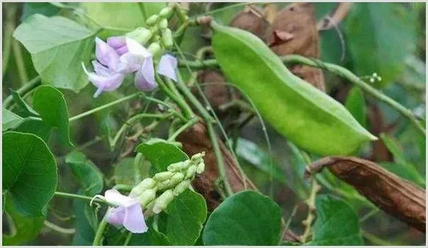 刀豆种植时间与栽培技术 | 自然知识