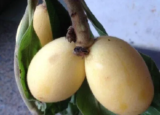 果实科普|枇杷几月开花几月结果 什么季节开始成熟