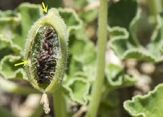 植物病害|农作物药害是怎样造成的（产生药害原因及补救恢复方法）