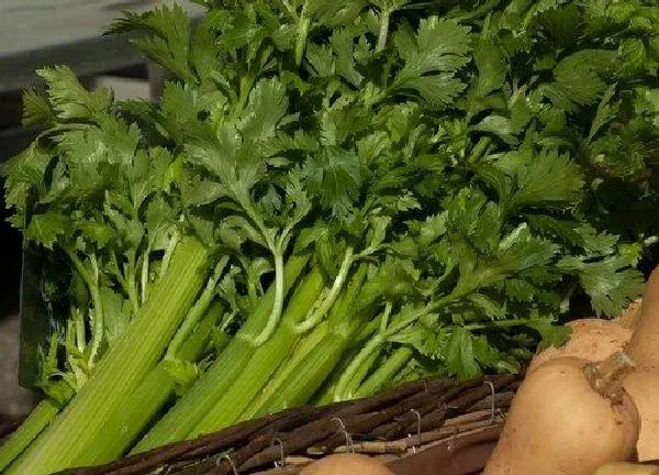 养殖科普|芹菜喜阴还是喜阳