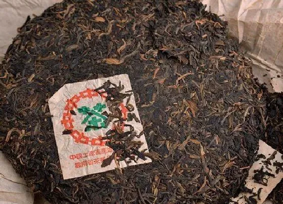 植物泡水|普洱茶属于什么类型的茶叶（普洱茶类型特点及产区分布）