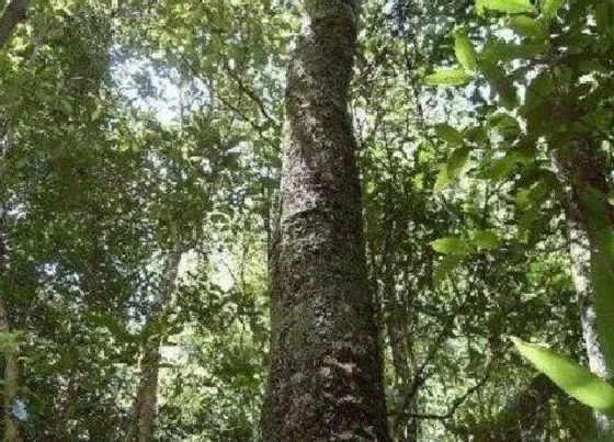 植物种类|乌木是什么树 长什么样子