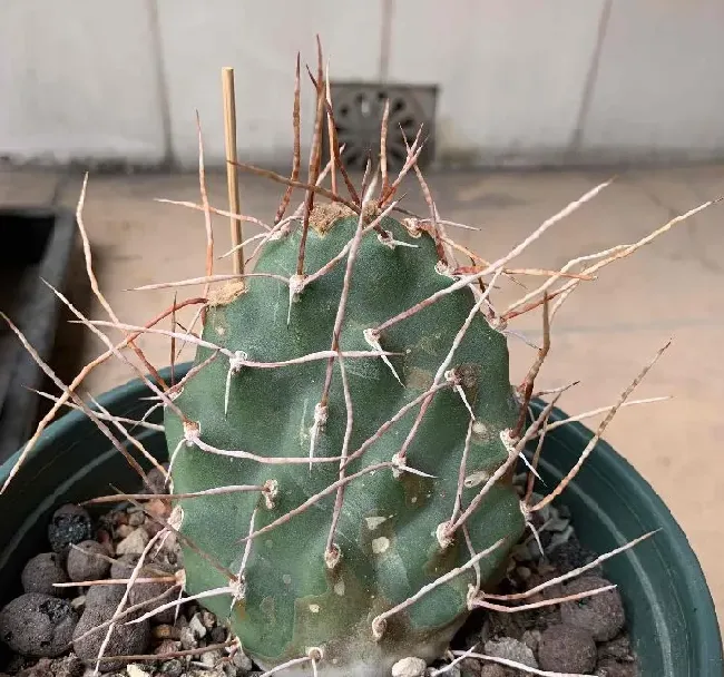 植物百科|仙人掌的生长过程观察日记（从出芽到半成片的变化）