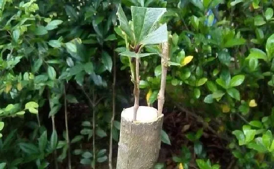 植物嫁接|桂花树嫁接时间和方法