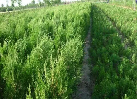 植物百科|侧柏属于什么类植物